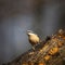 Beautiful Nuthatch garden bird Sitta Europaea in Spring sunshine on branch in tree