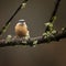 Beautiful Nuthatch garden bird Sitta Europaea in Spring sunshine on branch in tree