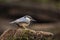 Beautiful Nuthatch garden bird Sitta Europaea in Spring sunshine on branch in tree