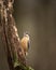 Beautiful Nuthatch garden bird Sitta Europaea in Spring sunshine on branch in tree