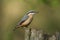 A beautiful Nuthatch, Sitta europaea, perching on a tree stump in a forest.