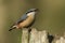 A beautiful Nuthatch, Sitta europaea, perching on a tree stump in a forest.