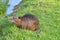 Beautiful nutria with wet hair in the green grass on the background of the pond