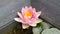 The beautiful Nymphaea flower in garden