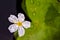 Beautiful Nymphoides hydrophylla or crested floating heart flower blooming after rainfall in the garden pond