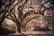 Beautiful oak alley of trees with Spanish moss