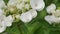 Beautiful Oakleaf hydrangea blooming in rainy season