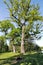 Beautiful oaks on the banks of the Neman River