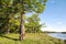 Beautiful oaks on the banks of the Neman River in the Lipichanskaya Pushcha Nature Reserve