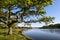 Beautiful oaks on the banks of the Neman River in the Lipichanskaya Pushcha Nature Reserve