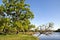 Beautiful oaks on the banks of the Neman River in the Lipichanskaya Pushcha Nature Reserve