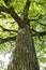 Beautiful oaks on the banks of the Neman River in the Lipichanskaya Pushcha Nature Reserve