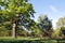 Beautiful oaks on the banks of the Neman River in the Lipichanskaya Pushcha Nature Reserve