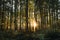 Beautiful oaks forest during a sunset. Forest of deciduous trees in Czech republic.