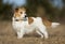 Beautiful obedient  jack russell terrier pet dog standing in the grass