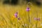 Beautiful obedient plants growing in the field.