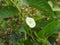Beautiful Obscure morning glory, small white morning glory or ipomoea luteola, Ipomoea obscura is a species of flowering plant