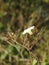 Beautiful Obscure morning glory, small white morning glory or ipomoea luteola, Ipomoea obscura is a species of flowering plant