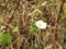 Beautiful Obscure morning glory, small white morning glory or ipomoea luteola, Ipomoea obscura is a species of flowering plant