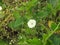 Beautiful Obscure morning glory, small white morning glory or ipomoea luteola, Ipomoea obscura is a species of flowering plant