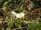 Beautiful Obscure morning glory, small white morning glory or ipomoea luteola, Ipomoea obscura is a species of flowering plant