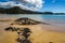 Beautiful ocean landscape with rocks covered in shells of black mollusks