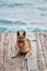 Beautiful ocean view and walk with dog on bridge. German Shepherd of black and red color of breeding show lies on wooden pier and