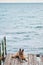 Beautiful ocean view and walk with dog on bridge. German Shepherd of black and red color of breeding show lies on wooden pier and
