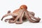 Beautiful octopus with isolated white background for graphic design and marine life concepts
