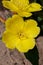 Beautiful oenothera biennis are growing on a green meadow.