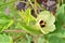 Beautiful okra flower with fruit in the garden