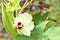 Beautiful okra flower with fruit, natural