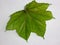 Beautiful okra green leaf