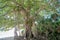Beautiful old banyan tree at the beach at tropical island