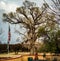 Beautiful, Old Cottonwood Tree In Winter In Arizona