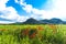 Beautiful old Deva citadell and poppies flowers field