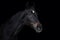 Beautiful old eventing gelding horse isolated on black background