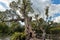 A beautiful old fantastic branchy willow tree with green leaves and a group of pigeons birds by a pond