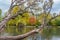 A beautiful old fantastic branchy willow tree with green and yellow leaves and a group of pigeons birds in a park in