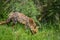 Beautiful old female vixen fox in long Summer grass in field