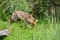 Beautiful old female vixen fox in long Summer grass in field