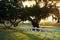 A beautiful, old live oak tree with moss hanging on it in the Villages, Florida.