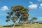 Beautiful old Olive Tree in the Akamas region of southern Cyprus