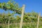 Beautiful old organic malbec vineyards in San Juan, Argentina, South America, also seen in Mendoza Province