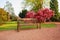 Beautiful, old park with azalea trees