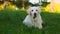 Beautiful old senior labrador dog lying in the meadow