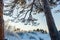 Beautiful old sprawling frozen pine branches and trunk in winter frosty day.