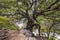 Beautiful old tree with riverbed of Gola Goruppu canyon in the background, Sardinia, Italy