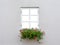 Beautiful old window frame with flower box and light grey wall. Geranium or cranesbill in window box. Rural window frame mock up.