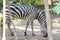 A beautiful and old zebra is on a land eating stuff. Snapped this at a reserve forest where there are threats for the prey